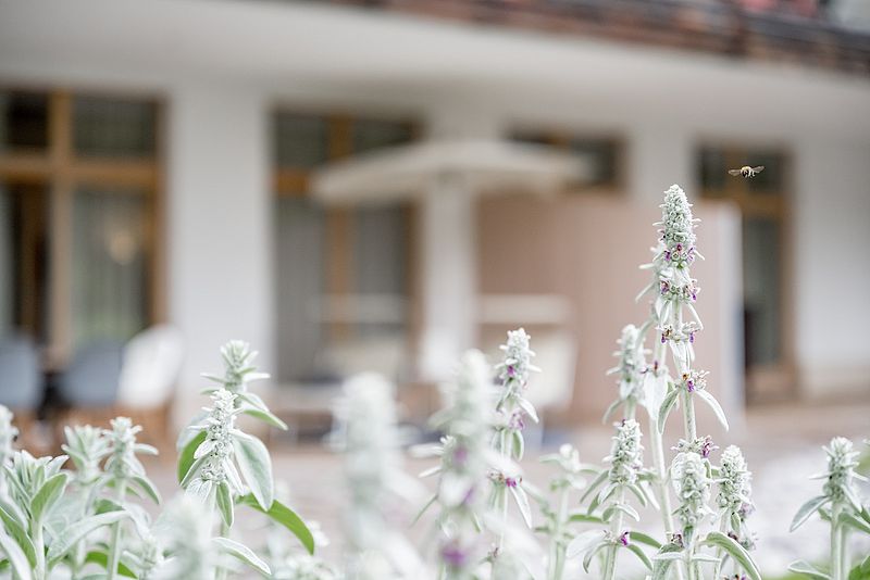 Hotel-Inntalerhof-Blumen